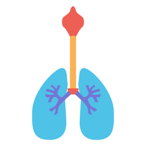 Lungs PNG