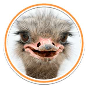 Ostrich PNG