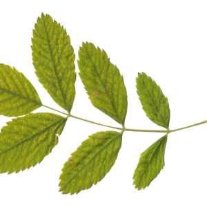 Green leaf PNG