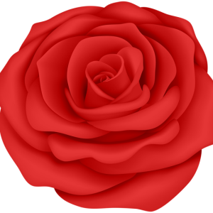 Rose PNG