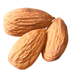 Almond PNG