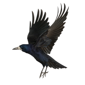Raven PNG