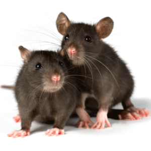mouse, rat PNG image