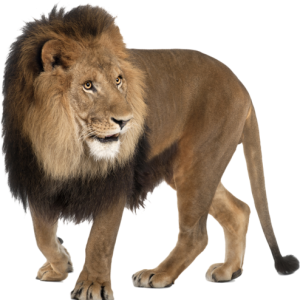 Lion PNG
