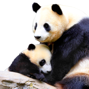 Panda PNG