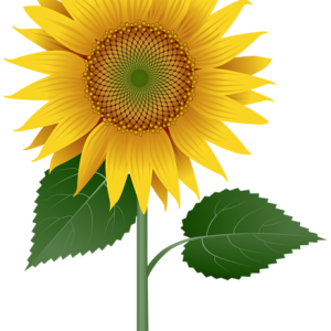 Sunflower PNG