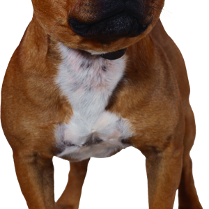 Dog PNG