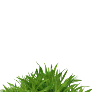 Grass PNG