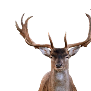 Moose, elk PNG