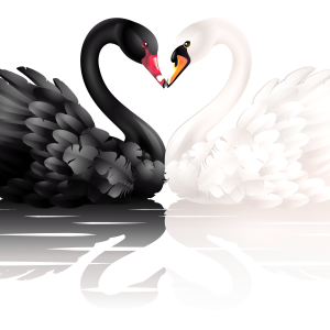 Black and white swan PNG
