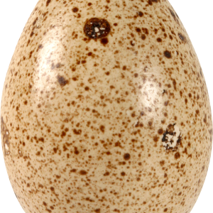 Egg PNG image