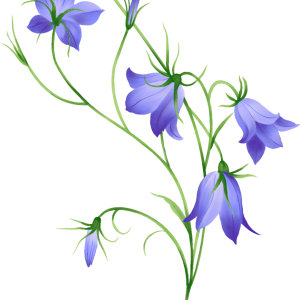 Bellflower PNG