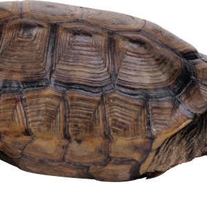 Turtle PNG