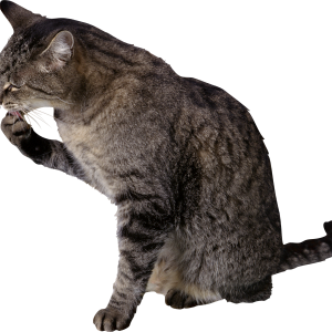 Cat PNG