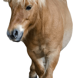 Pony PNG