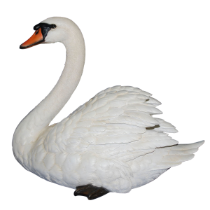 Swan PNG