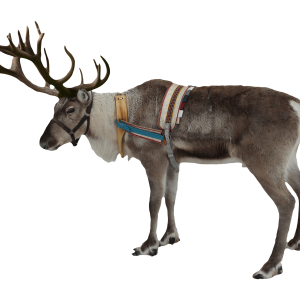 Santa Claus's reindeer PNG