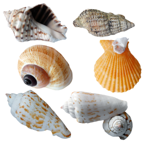 Seashell PNG