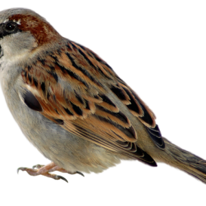 Bird PNG
