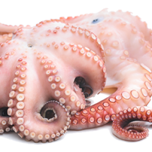 Octopus PNG