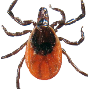 Tick insect PNG