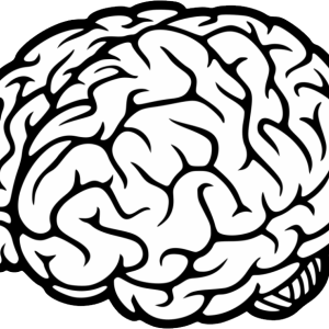 Brain PNG