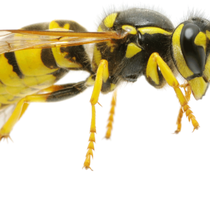 Wasp PNG