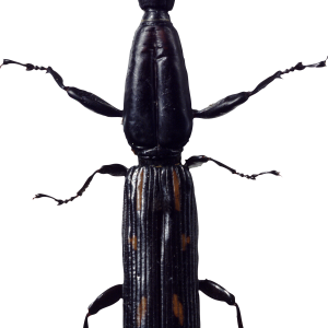 bug PNG image