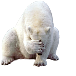 Polar white bear PNG