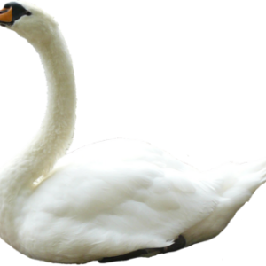 Swan PNG