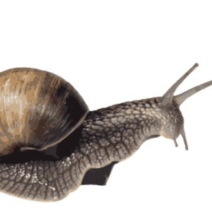 Snail PNG