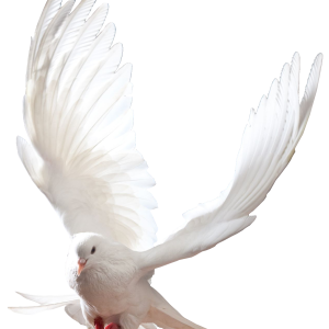white dove pigeon PNG