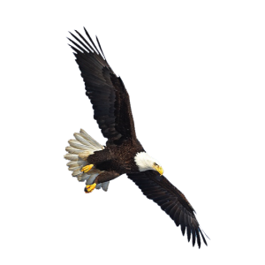 Eagle PNG image, free download