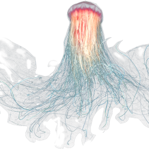 Jellyfish PNG