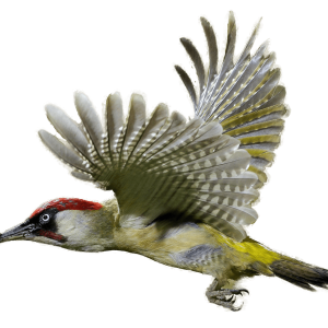 Woodpecker PNG