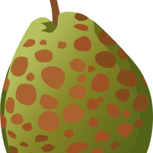 Guava PNG
