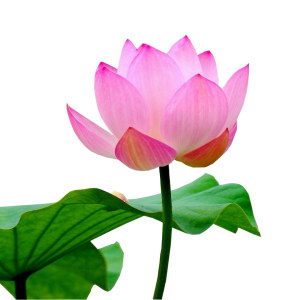 Lotus flower PNG
