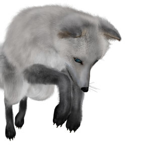 Arctic fox PNG