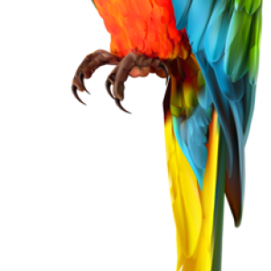 Parrot PNG image