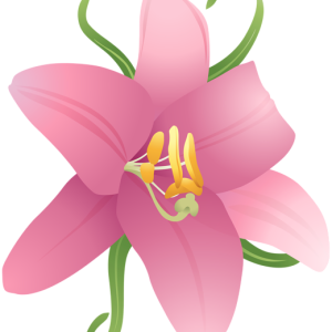 Lilium PNG