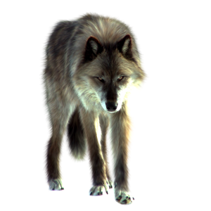 Wolf PNG
