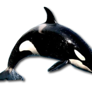 Killer whale PNG