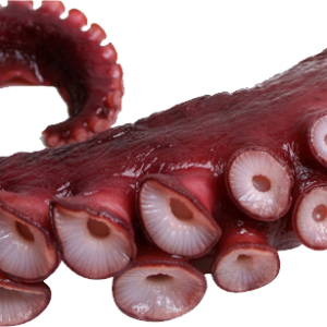 Octopus PNG