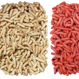Maggots PNG