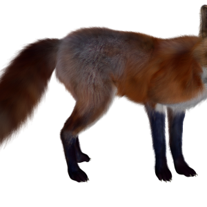 Fox PNG