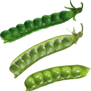 Pea PNG