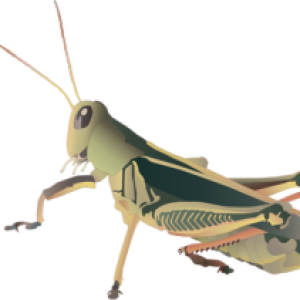 Grasshopper PNG