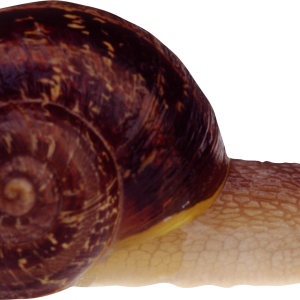 Snail PNG