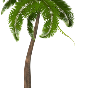 Palm tree PNG