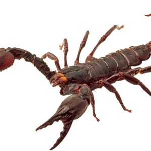 Scorpion PNG